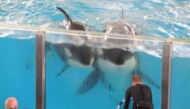 ¿Te molestó lo que viste en SeaWorld? Pide un rembolso