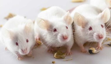 PETA Latino Está Luchando por las Ratas y los Ratones: ¡Únete al Esfuerzo!