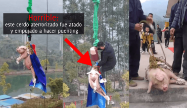 Cerdo Obligado a Saltar en Bungee en la Fiesta de Inauguración de un Parque Temático