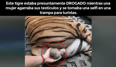 Tomarse una Selfi Tocando los Testículos de un Tigre Es Horrible, Pero Tocar a un Tigre También lo Es