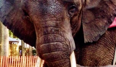 Celebra con nosotros: Elefante que ha sufrido durante años, ¡finalmente recibirá cuidados!