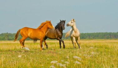 Cómo llevar la tendencia vaquera siendo compasivo con los animales