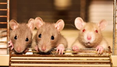 Sufrimiento de Animales: Experimentadores Pierden los Escrúpulos en los Laboratorios de Northwestern