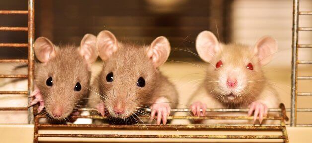 tres ratones en jaula, laboratorio