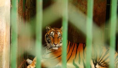 10 Infames Maltratadores de Animales que “Tiger King” no Mostró