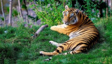 Circos que todavía usan animales en 2026. ¡Y circos sin animales!