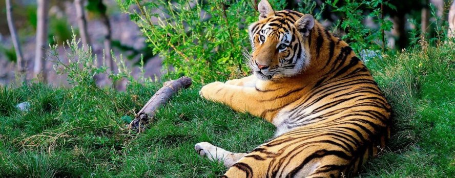 Circos que todavía usan animales en 2026. ¡Y circos sin animales!
