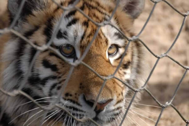 tiger behind bars