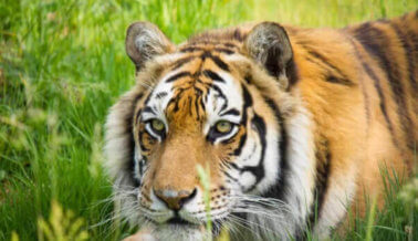 Justin Bieber posa con un tigre maltratado