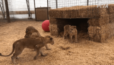PETA Rescata a Nala y sus Hermanos del Infierno de ‘Tiger King’