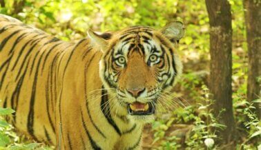 ¡Victoria! Explotador de Tigres Retira Solicitud para Enjaular Tigres en Circo de Las Vegas