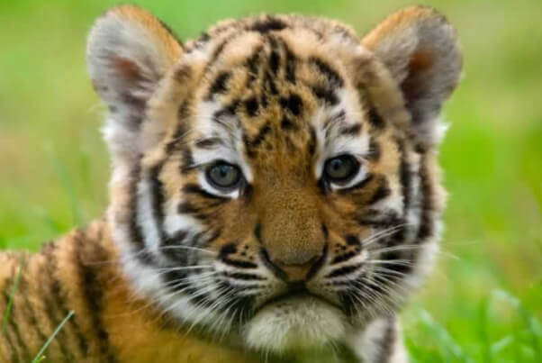 tiger_istock