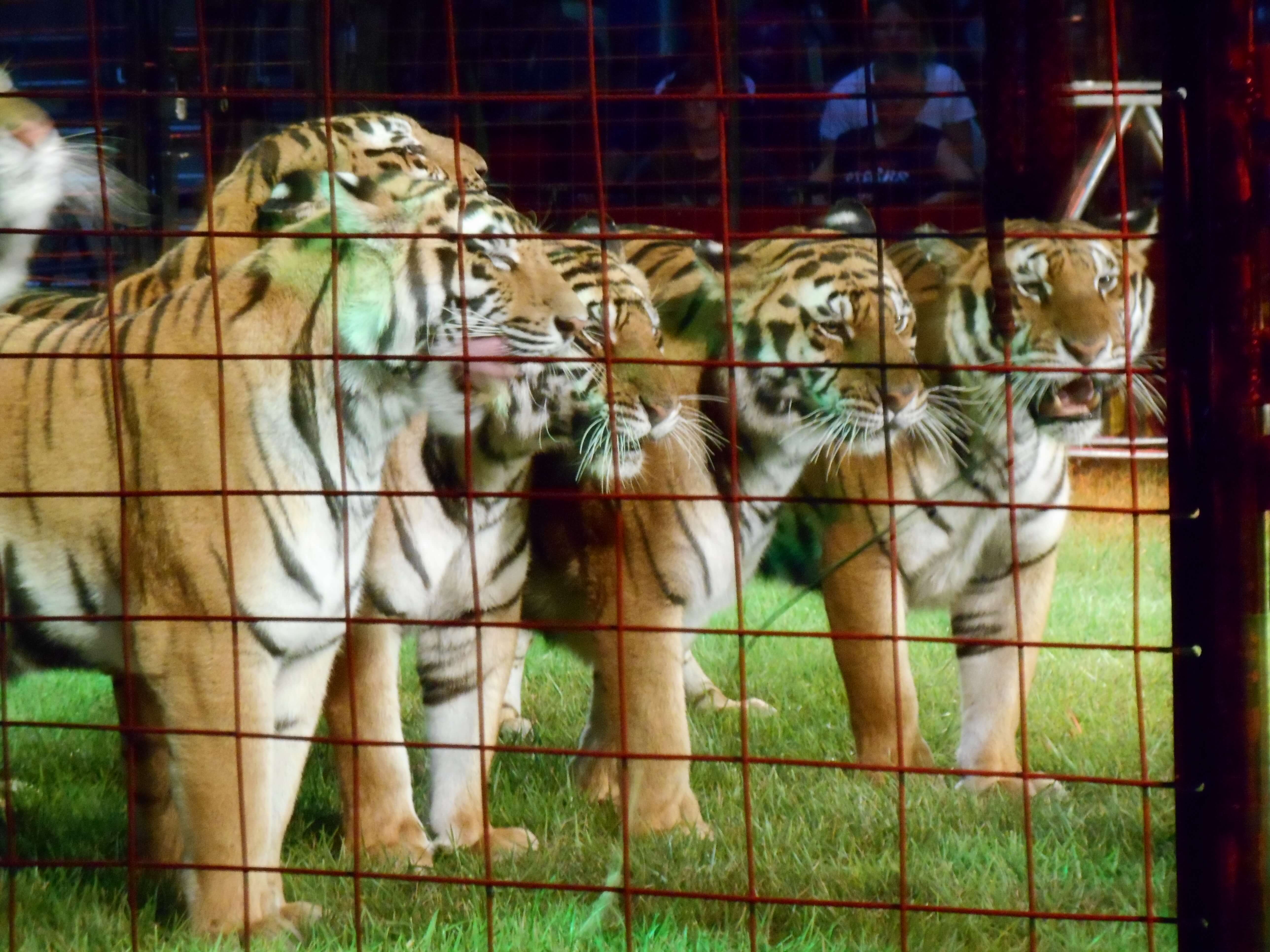 tigers in circus