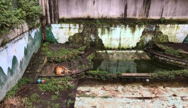 PETA Rescata a 3 Grandes Felinos de las ‘Heces y la Suciedad’ del Tri-State Zoological Park
