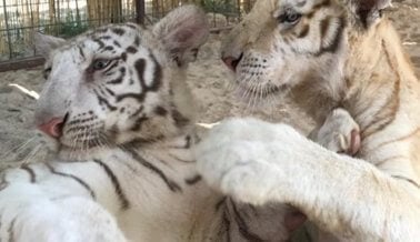 Un expositor de Circus World Adquirió Cachorros de Tigre de un Zoológico de Carretera