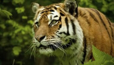 Estos Verdaderos Santuarios de Tigres Están Ayudando a los Grandes Felinos
