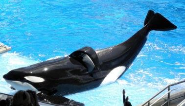 Diez cosas que no sabías sobre SeaWorld