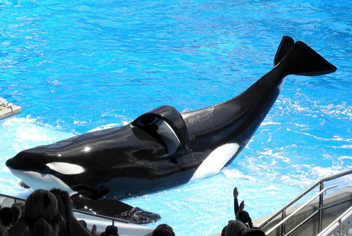 Tilikum tiene una aleta dorsal colapsada, señal de una orca enferma y estresada. Muchas orcas en cautiverio (pero pocas en la naturaleza) tienen aletas colapsadas.