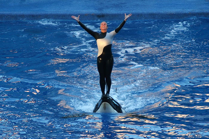 Dawn Brancheau era una de las artistas estelares del SeaWorld. Era cuidadosa y siempre acataba las directrices de seguridad del parque cuando estaba alrededor de las orcas. Cuando se anunció su muerte, ex entrenadores y entrenadores activos se asombraron de que hubiese sido ella la que murió.