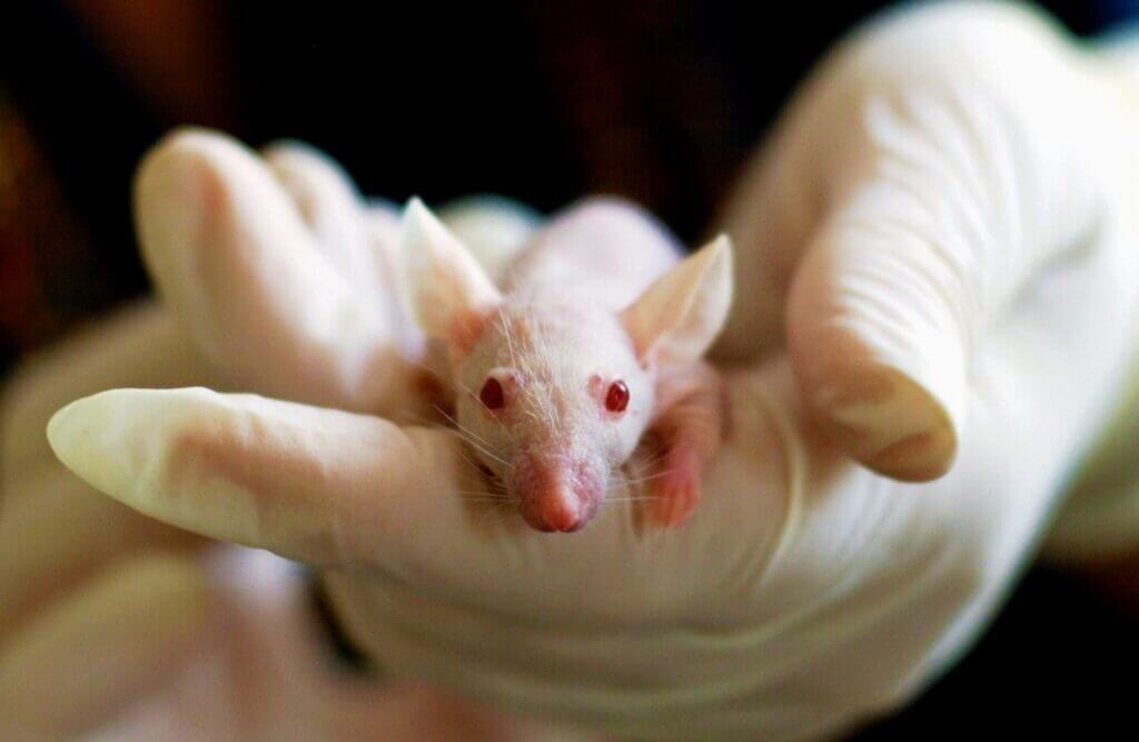 Raton pequeña en manos de un experimentador en un laboratorio sepsis