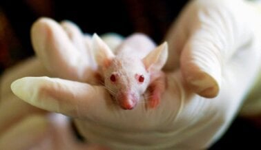 Laboratorio de Boston Puso Ratones Bebés Vivos en un Refrigerador y Mató de Hambre a Animales