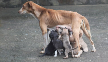 ¿Buscas un Perro en Venta? 10 Razones por las que Nunca Debes Comprar ¿Buscas un Perro en Venta? 10 Razones por las que Nunca Debes Comprar