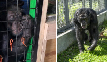 ¡Rescatado! El Chimpancé Tonka, Que Alguna Vez Estuvo Desaparecido, Llega a un Santuario —Ver Video