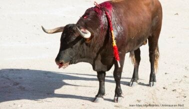 PETA Ofrece 298.000 Euros Para Tratar de Poner Fin a los Encierros de Toros