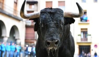 8 formas en que los toros sufren antes de que comience una corrida de toros