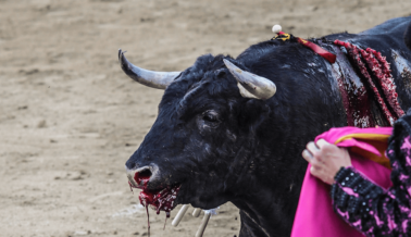 España “Viraliza” sus Corridas de Toros: Toma Acción