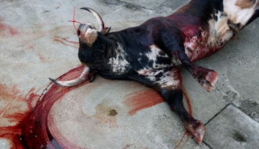 Toros al Matadero: la Solución de la Industria del Toro ante el COVID-19