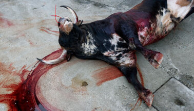 Pídele al Papa Francisco que condene la tortura de toros