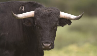 ¡No más Corridas de Toros en la Ciudad Española de Gijón! ¡No más Corridas de Toros en la Ciudad Española de Gijón!