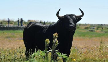 Última hora: Tribunal Superior de Justicia de México Toma Medidas Contra Las Corridas de Toros y Peleas de Gallos