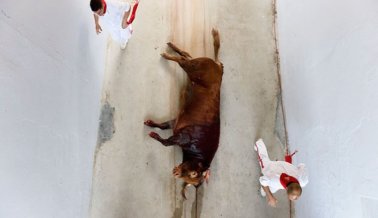 Lo que Sucede en los Encierros de Toros de Pamplona