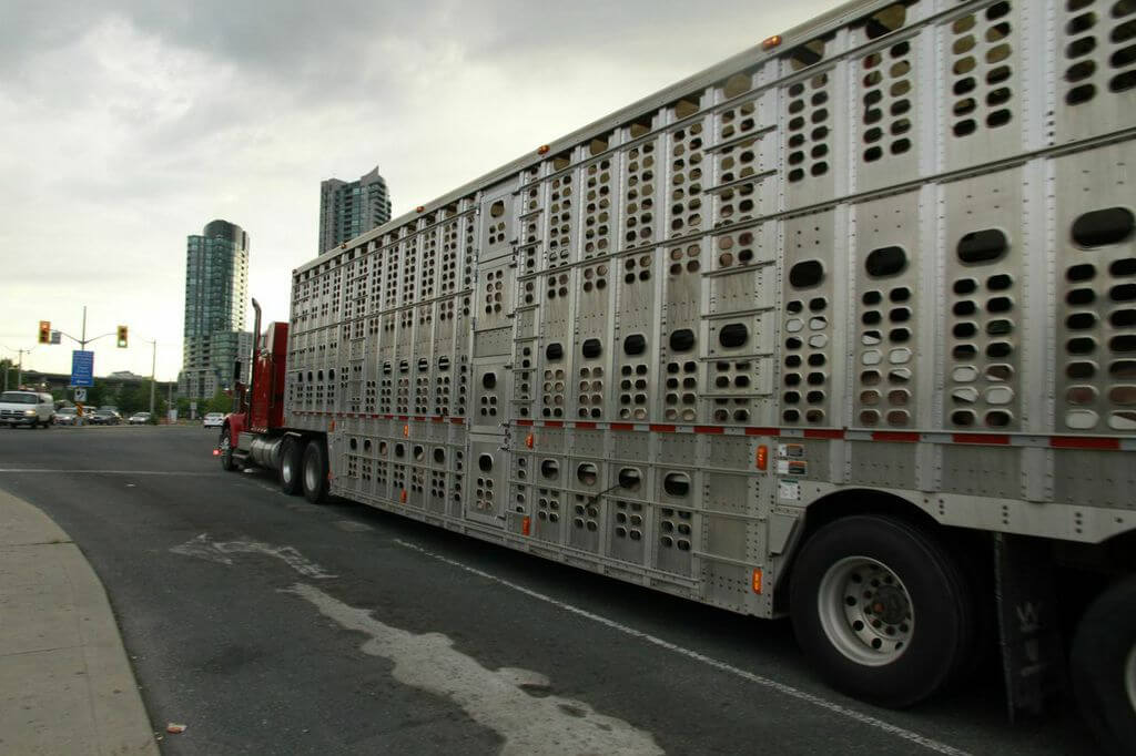 toronto pig save-transport (1)