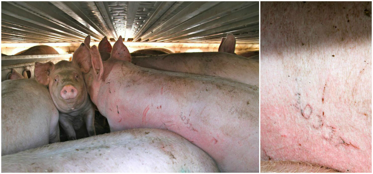 toronto pig save-transport (10)