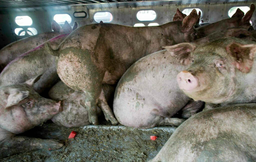 toronto pig save-transport (12)
