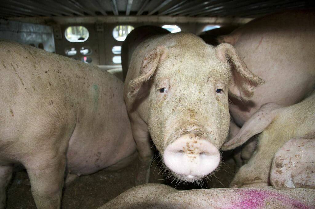 toronto pig save-transport (20)