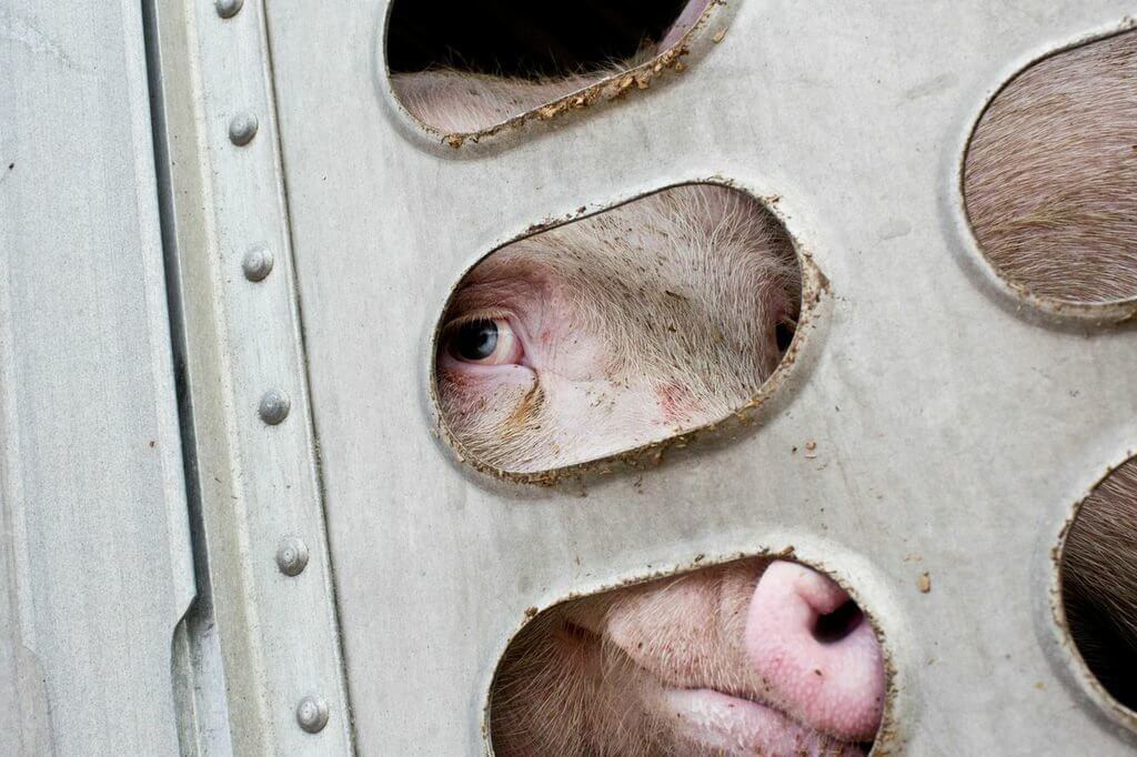 toronto pig save-transport