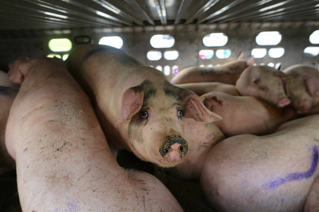 toronto pig save-transport (8)