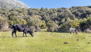 Colombia está un paso más cerca de prohibir las corridas de toros: únete a PETA Latino para ayudar a hacerlo realidad