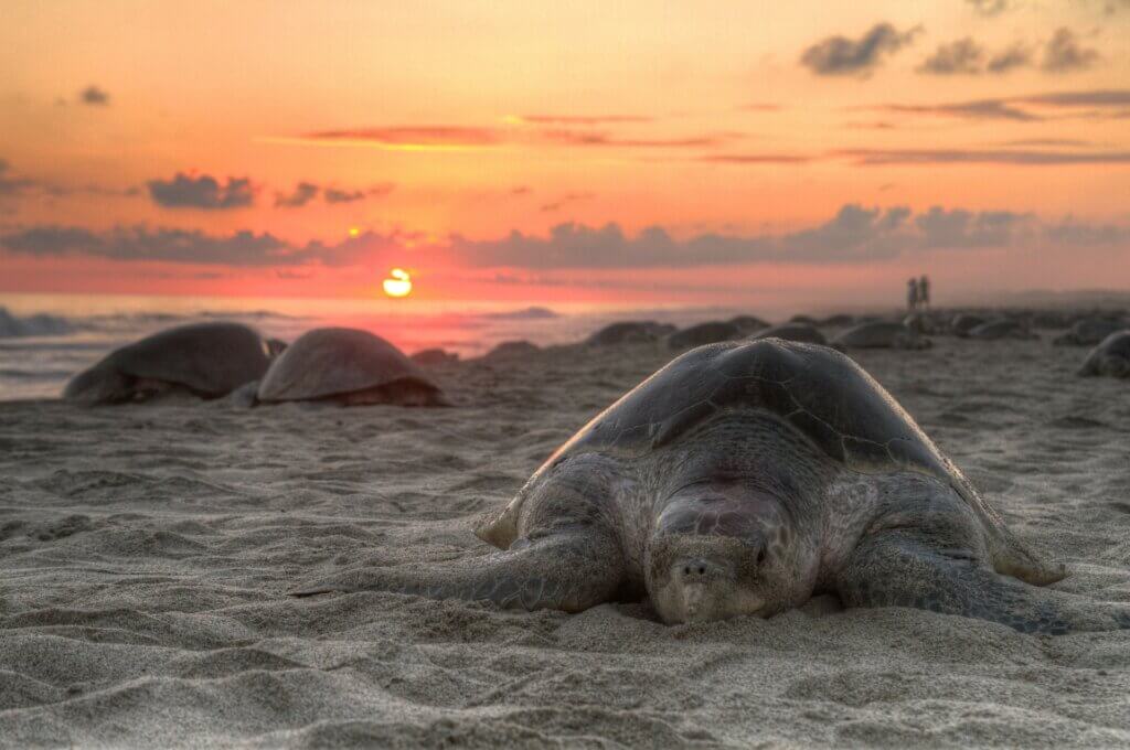 Tortuga en la arena