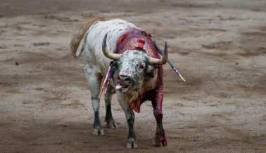 Toros atormentados y apuñalados a muerte en Pamplona, actúa ya