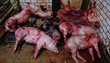 ACTÚA AHORA: ¡Miles de Animales Morirán sin tu Ayuda!