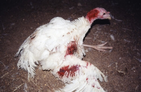 turkey with blood