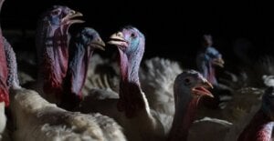 Pavos con golpe de calor enjaulados en granja oscura y pequeña