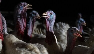 Despidos en Matadero de Butterball Aparentemente Indican Más Sufrimiento para los Pavos