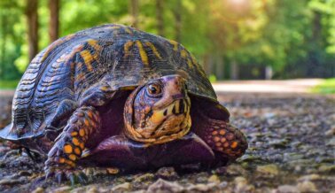 Tortugas arrancadas de sus hogares y traumatizadas en “carreras” crueles