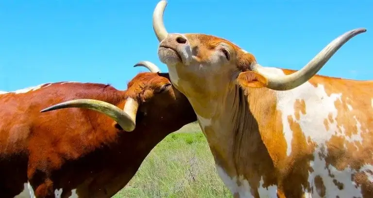 two happy bulls in nature